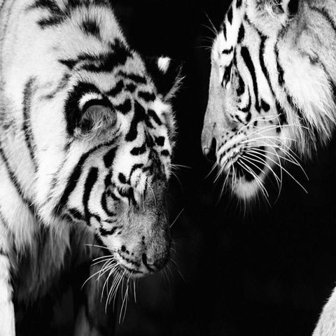 Tapisserie Tigre Blanc | Le Petit Intissé