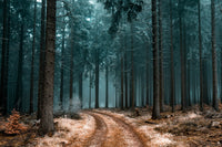 Thumbnail for Papier Peint Nature Foret | Le Petit Intissé