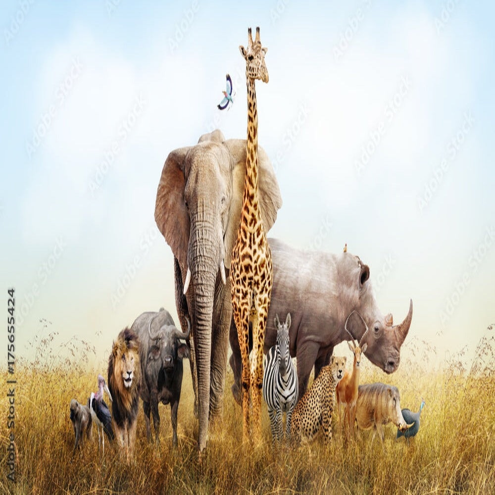 Déco Safari Chambre Bébé | Le Petit Intissé