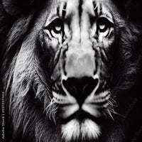 Thumbnail for Déco Lion Design | Le Petit Intissé