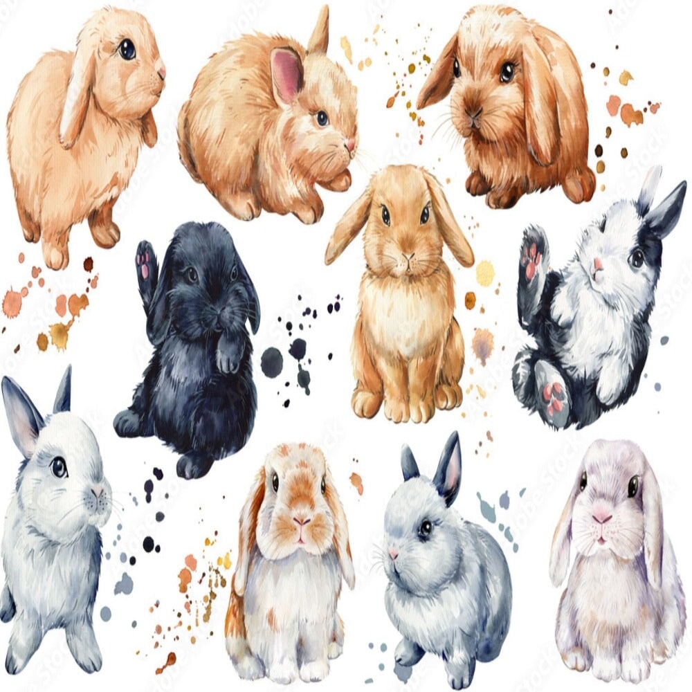Papier Peint Animaux <br/> Bébé Lapin Mignon