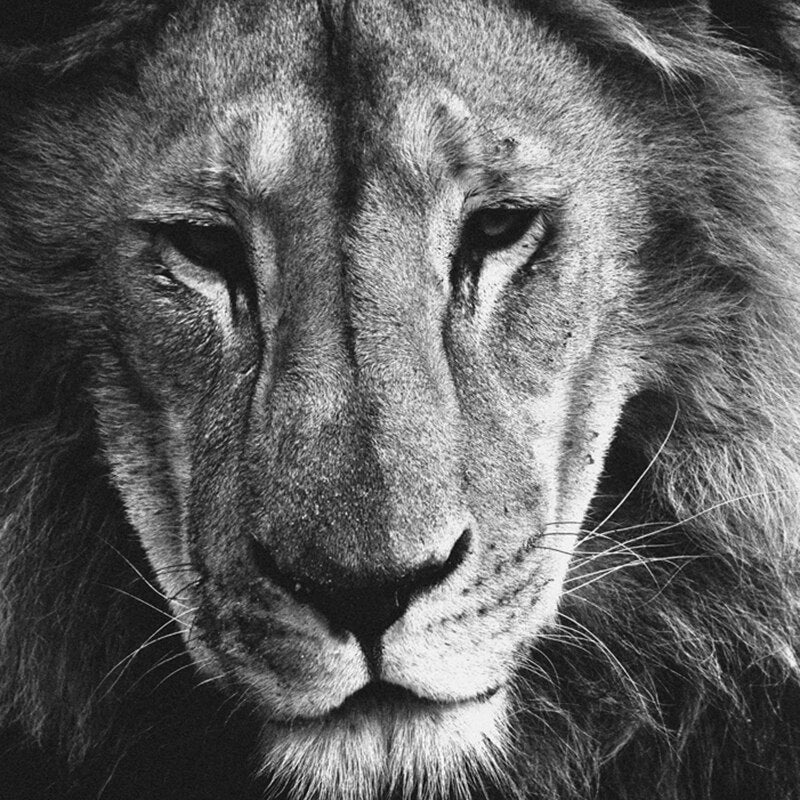 Papier Peint Noir et Blanc Sur Mesure | Le Petit Intissé