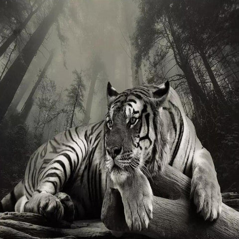 Papier Peint Tigre Géant Noir et Blanc | Le Petit Intissé