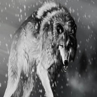 Thumbnail for Papier Peint Photo Loup Noir et Blanc | Le Petit Intissé
