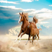 Thumbnail for Papier Peint Ado Classique <br/> Cheval et Poulain